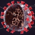 Анализ на антитела к коронавирусу, когда и какие сдавать