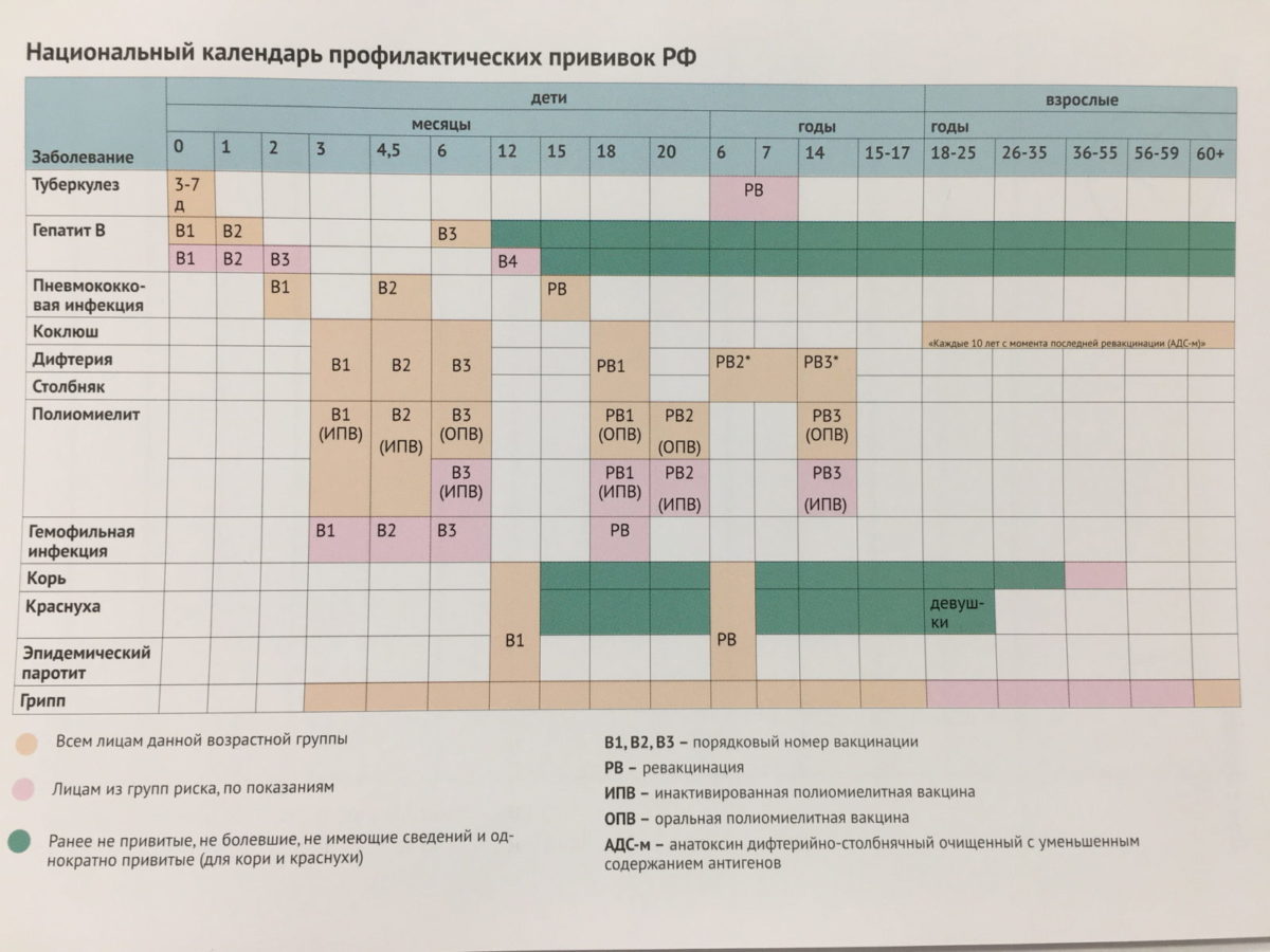 Национальный календарь прививок в России таблица скачать